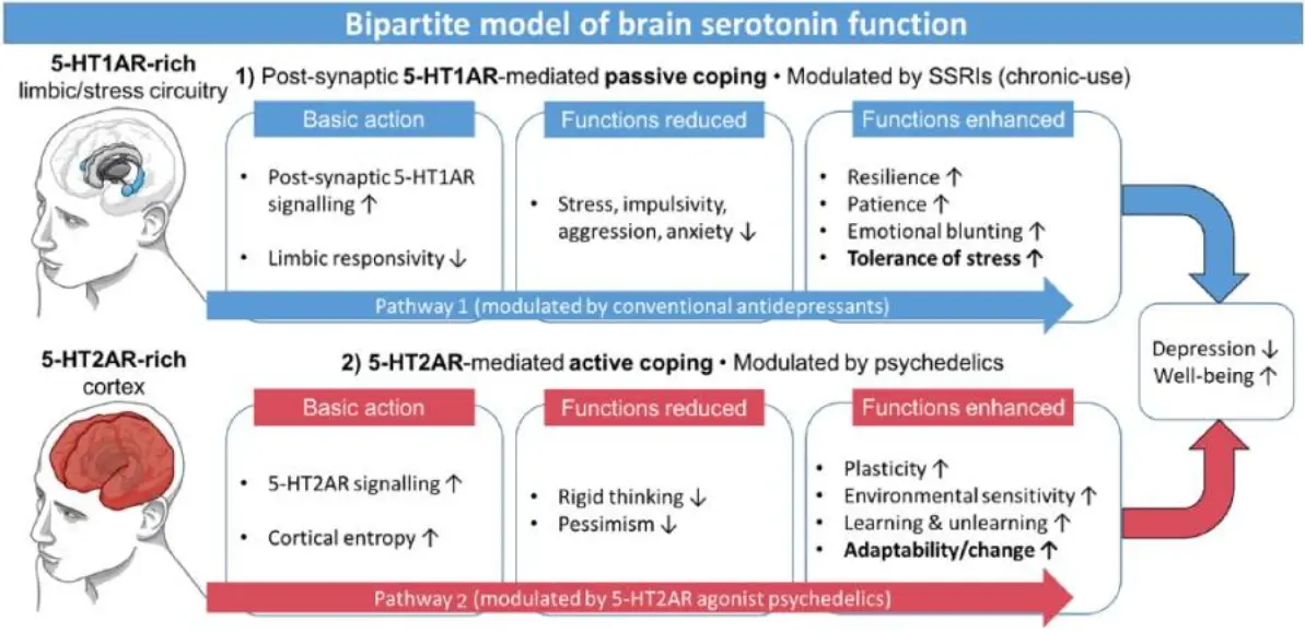 Serotonin